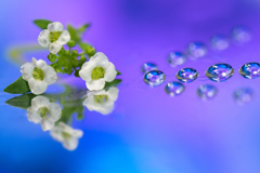 小さな花