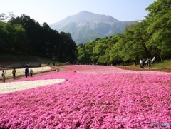 芝桜