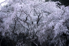 大枝垂桜