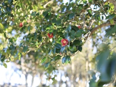 冬に咲く花