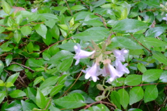小さな花