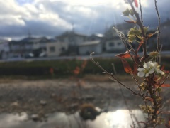 29
