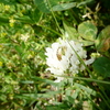 81