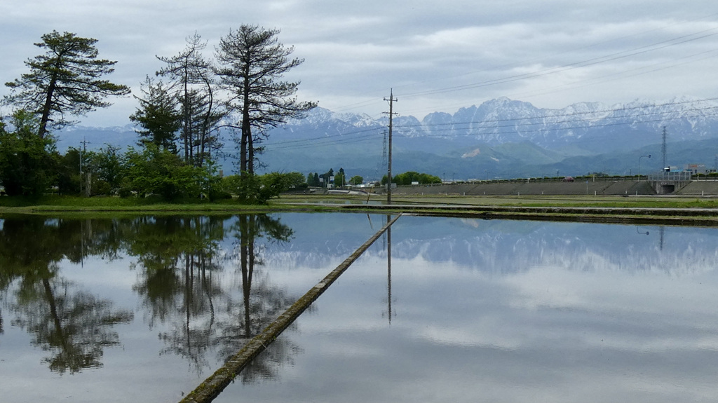 立山と水田