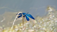 青い蝶トンボ