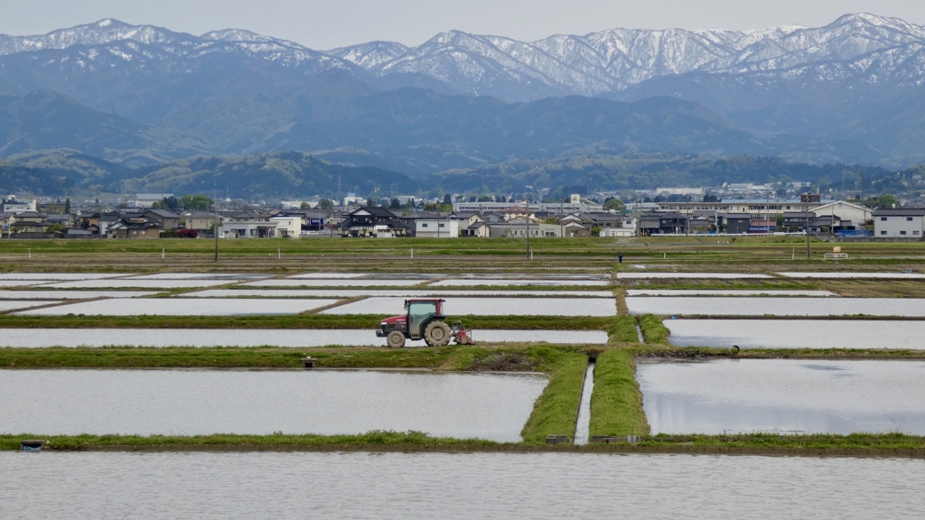 田植えの時