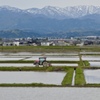 田植えの時