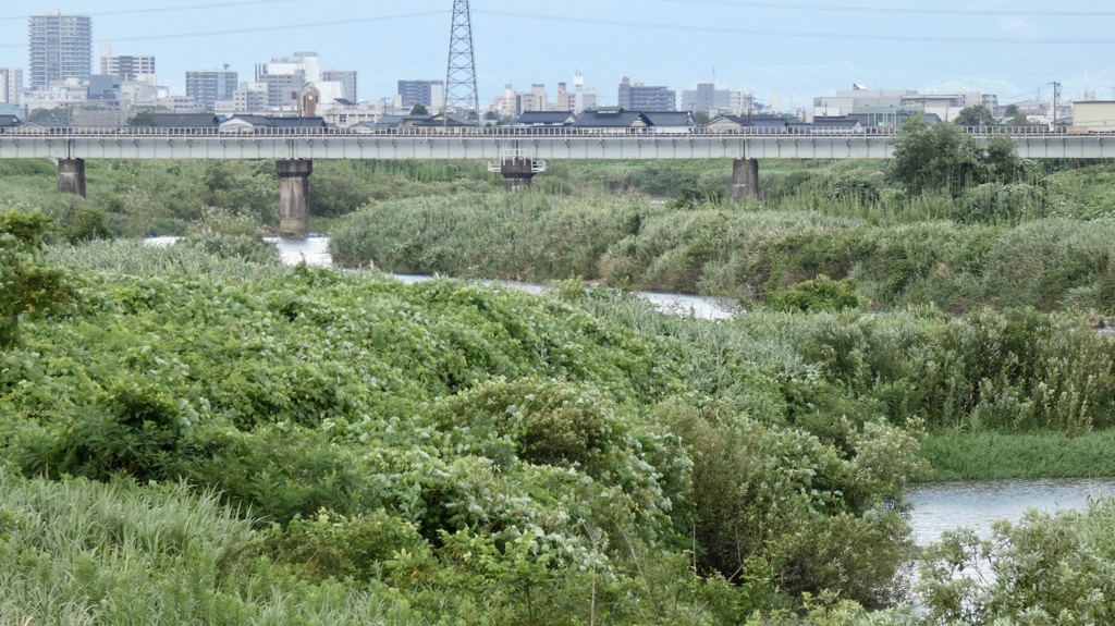 ８月の井田川