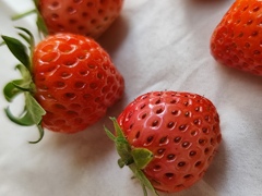 イチゴ