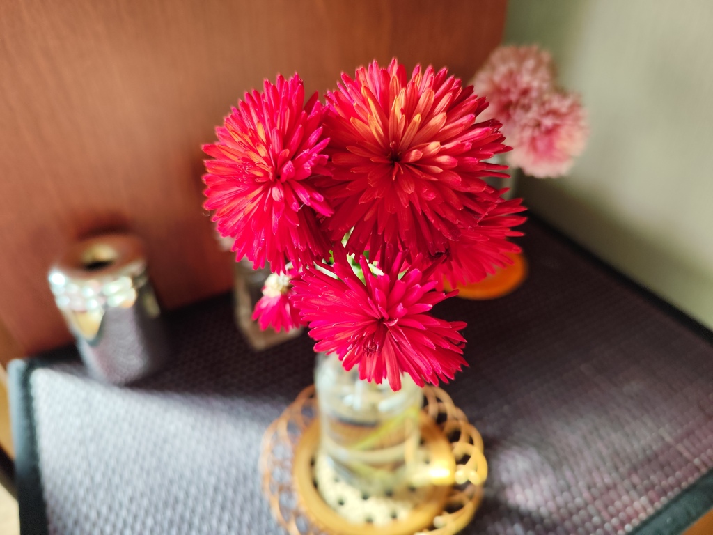 赤菊とコースター