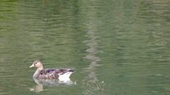 マガン幼鳥さん、一人で頑張る