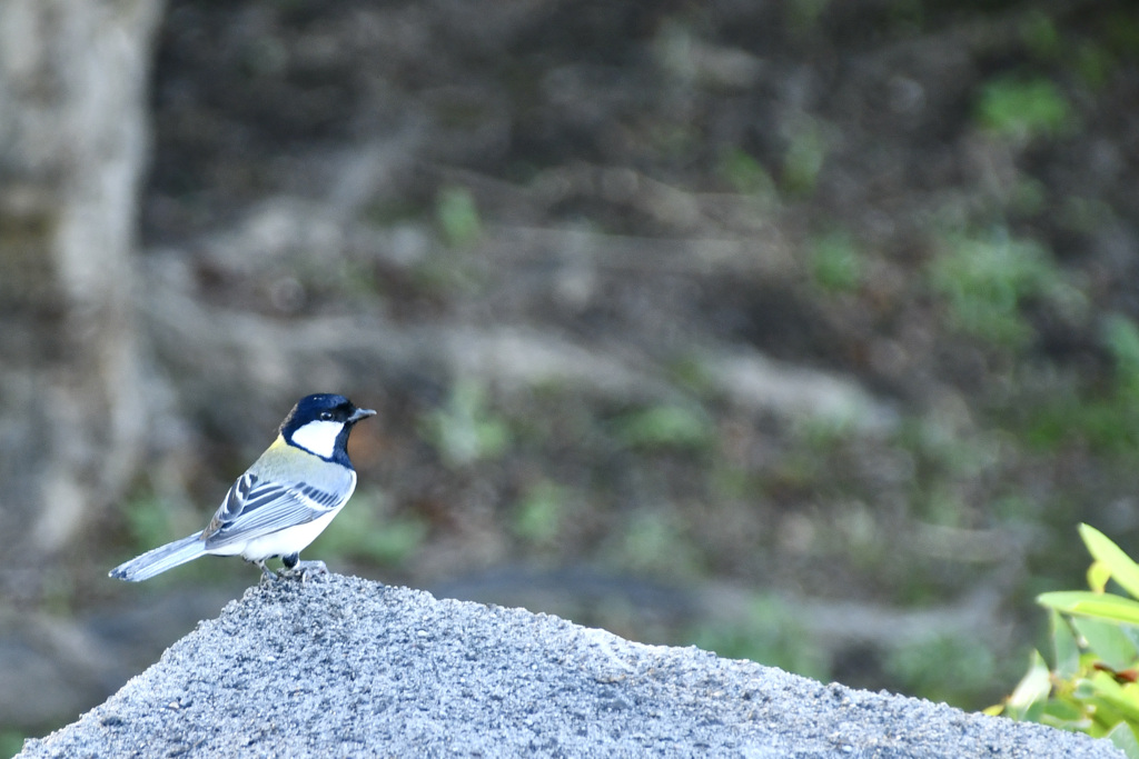 門柱のすみっコに