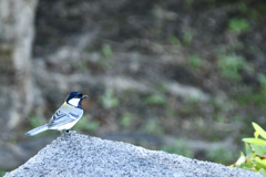 門柱のすみっコに