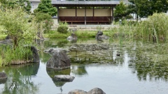 富山県水墨美術館の池