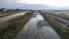 白鳥のいる川の堤防の道