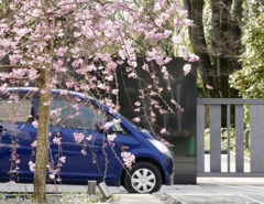 シダレ桜の駐車場
