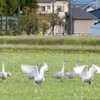 オオハクチョウ家族です
