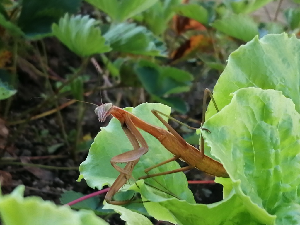 カマキリの斜め目線