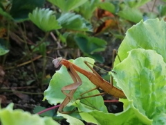 カマキリの斜め目線