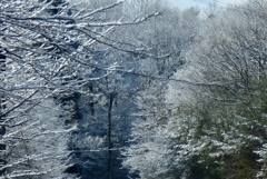 雪樹＊blue
