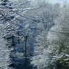 雪樹＊blue
