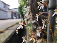 雪の下