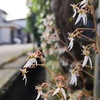 雪の下