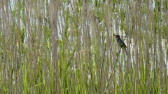 オオヨシキリ鳴く