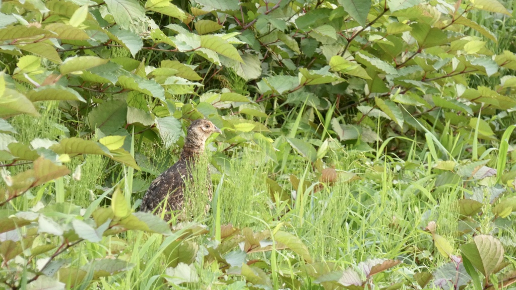 キジ♀さん