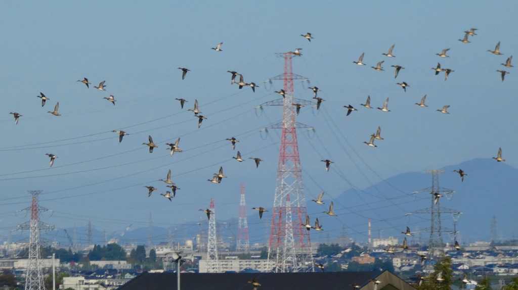 射水市上空〜オナガカモ