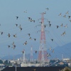 射水市上空〜オナガカモ