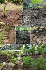 2025春…庭の野菜たち