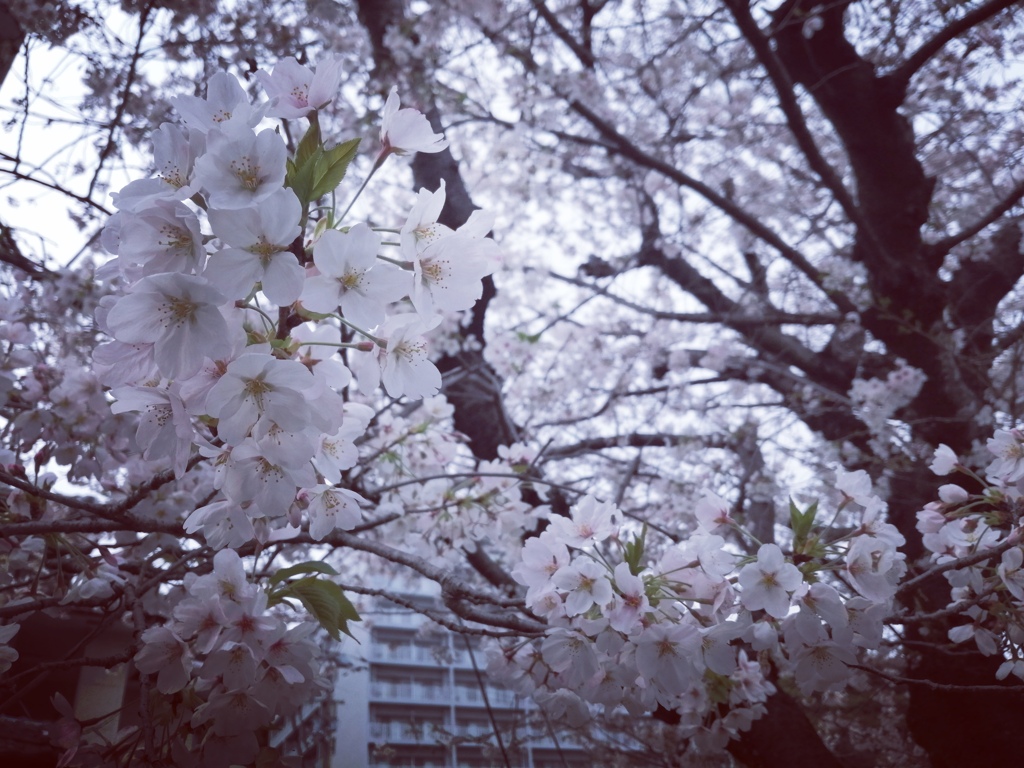 ふる里の桜2