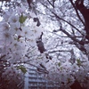 ふる里の桜2