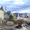 町の桜
