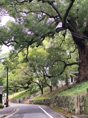 樹齢800年の楠