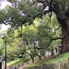 樹齢800年の楠