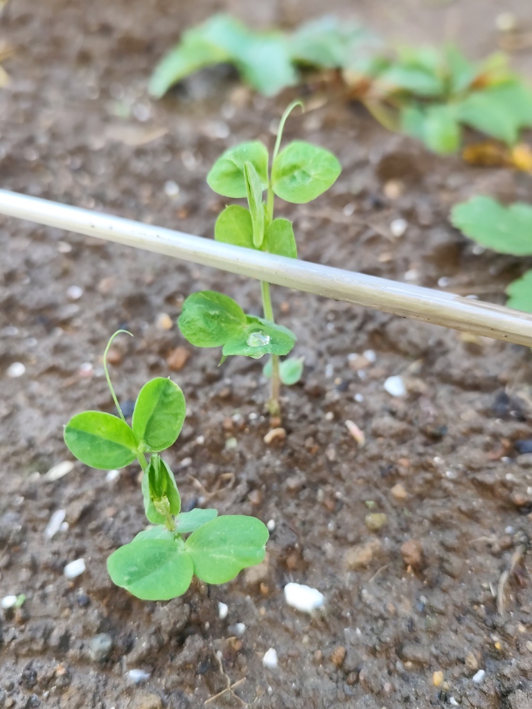 絹さや、芽が出ました