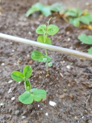 絹さや、芽が出ました