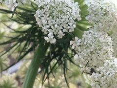人参の花