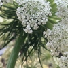 人参の花