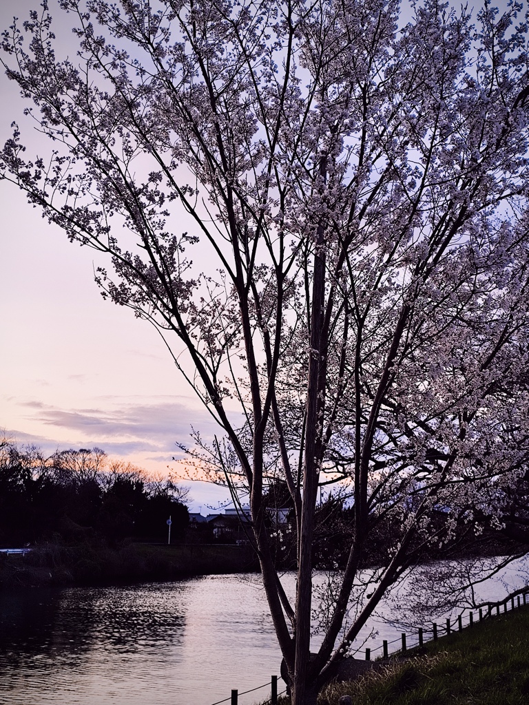 運河沿いの桜