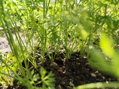 木洩れ日のミニにんじん