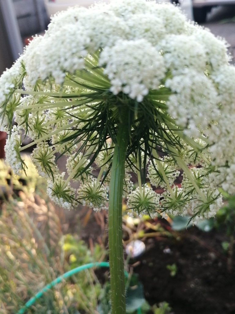 人参の花２