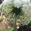 人参の花２