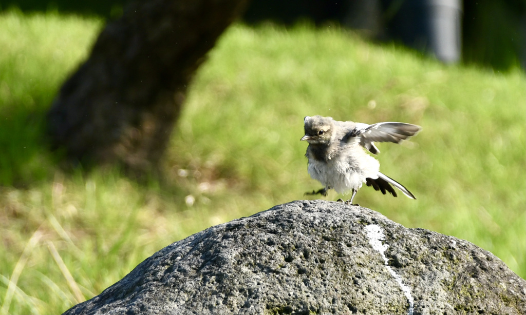 ハクセキレイ幼鳥さん