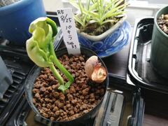 パキラ種まき11日後。