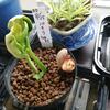 パキラ種まき11日後。