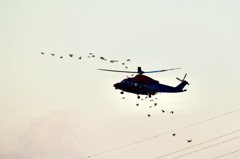 ヘリコプターと鳥