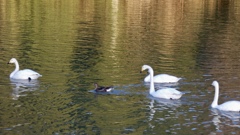 平和なひととき